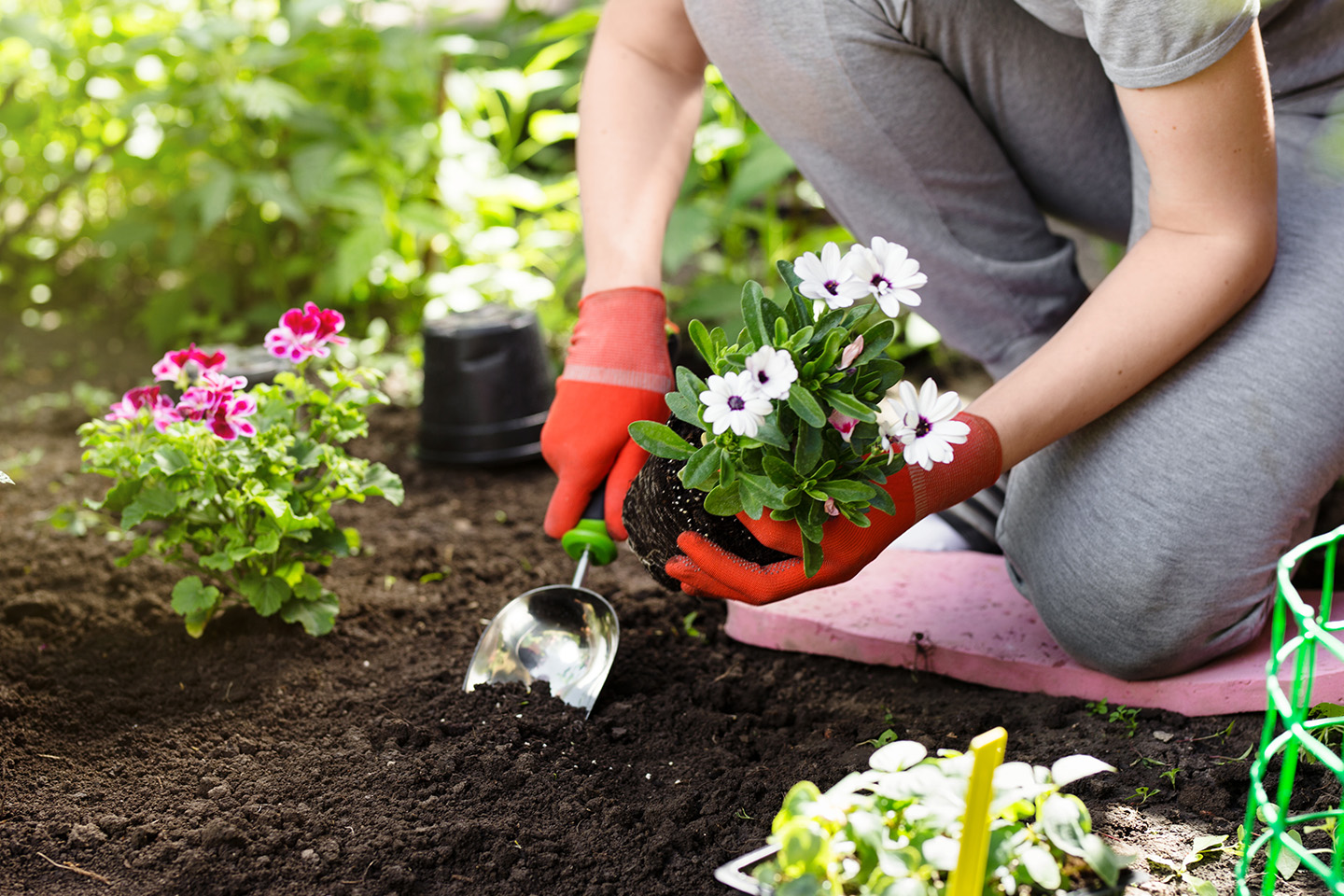 Top tips for looking after your garden through summer