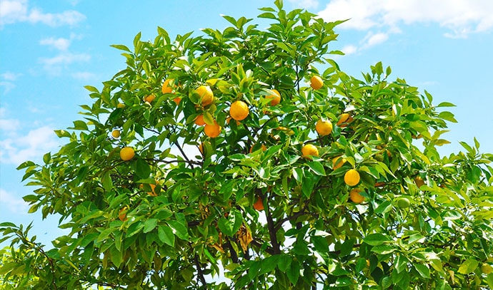 lemon-tree-blue-sky-citrus-fruit