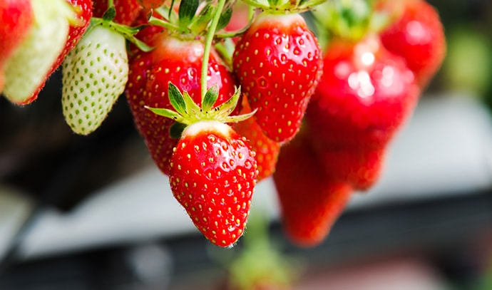 fresh-strawberries-being-grown
