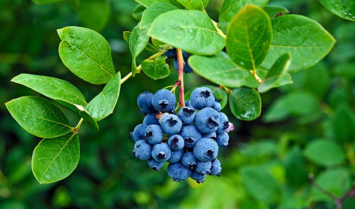 ripe-blueberries-on-bush