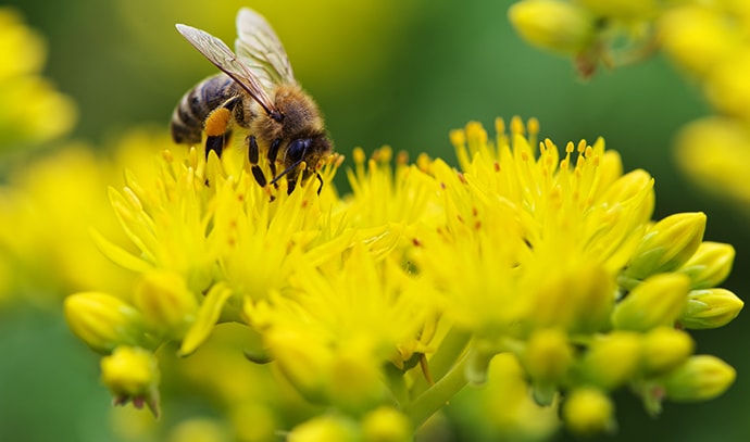 bee-sucking-nectar-yellow-flower-petals