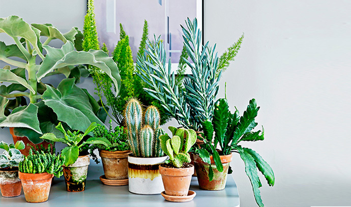 download indoor house plants download indoor house plants