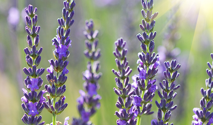 beautiful-aromatic-lavenders-flowers-field