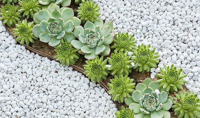 succulent-plants-garden-pebbles-outdoor
